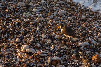 Oystercatcher on Hunstanton Beach at sundown